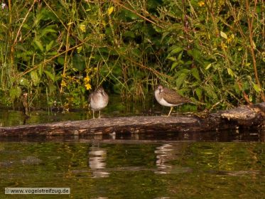 Zwei Flussuferläufer