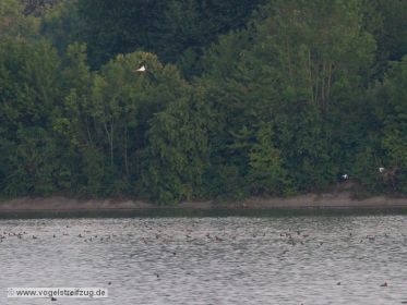Schwarzstorch fliegt im Bereich vom Süddamm (Westbecken) des Ismaninger Speichersees