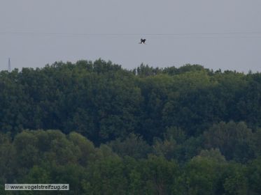 Schwarzstorch fliegt im Bereich vom Süddamm (Westbecken) des Ismaninger Speichersees