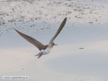 Bruchwasserläufer im Flug