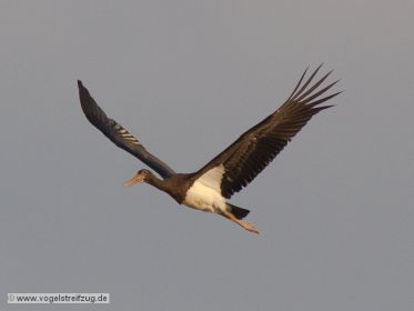 Schwarzstorch überfliegt den Ismaninger Speichersee