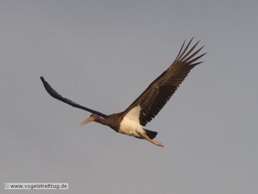 Schwarzstorch überfliegt den Ismaninger Speichersee