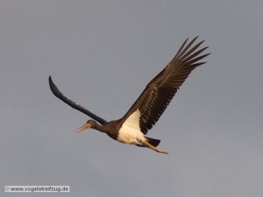 Schwarzstorch überfliegt den Ismaninger Speichersee
