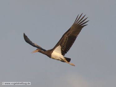 Schwarzstorch überfliegt den Ismaninger Speichersee