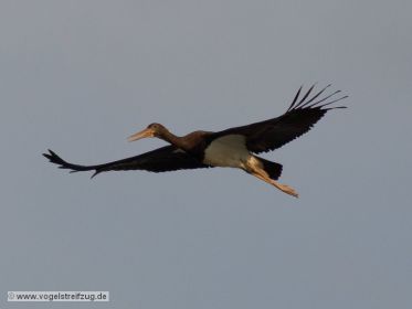 Schwarzstorch überfliegt den Ismaninger Speichersee
