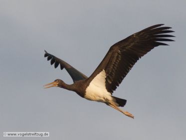 Schwarzstorch überfliegt den Ismaninger Speichersee