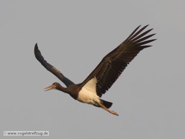 Schwarzstorch überfliegt den Ismaninger Speichersee