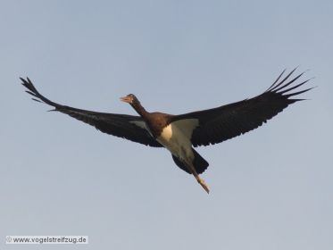 Schwarzstorch überfliegt den Ismaninger Speichersee