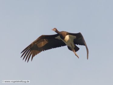 Schwarzstorch überfliegt den Ismaninger Speichersee