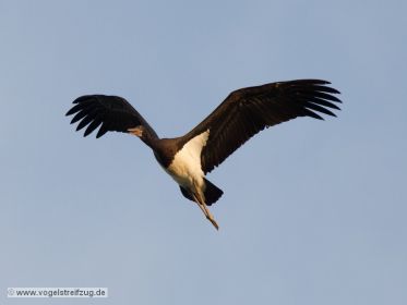 Schwarzstorch überfliegt den Ismaninger Speichersee