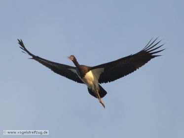 Schwarzstorch überfliegt den Ismaninger Speichersee