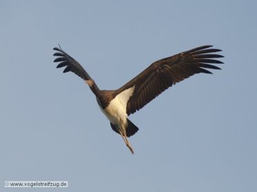 Schwarzstorch überfliegt den Ismaninger Speichersee