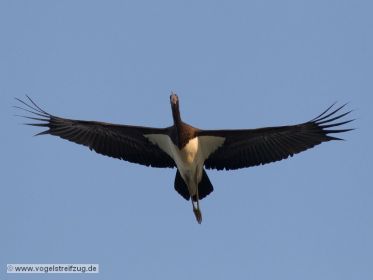 Schwarzstorch überfliegt den Ismaninger Speichersee