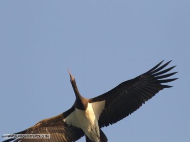 Schwarzstorch überfliegt den Ismaninger Speichersee
