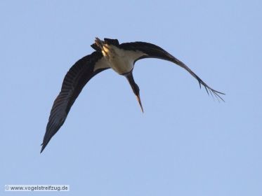 Schwarzstorch überfliegt den Ismaninger Speichersee
