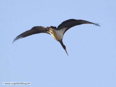 Schwarzstorch überfliegt den Ismaninger Speichersee