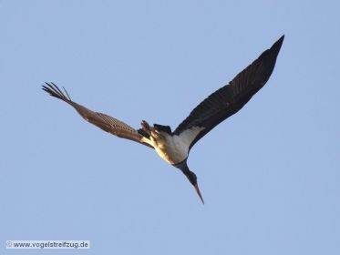 Schwarzstorch überfliegt den Ismaninger Speichersee