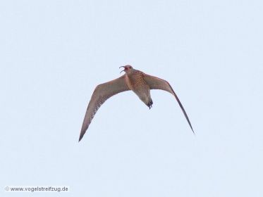 Großer Brachvogel im Flug am Abend über den Ismaninger Speichersee