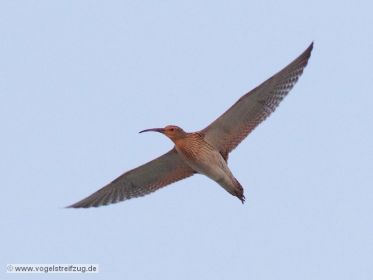 Großer Brachvogel im Flug am Abend über den Ismaninger Speichersee