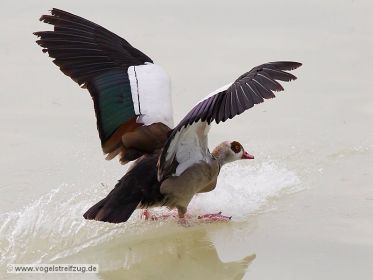 Nilgans gleitet ins Wasser