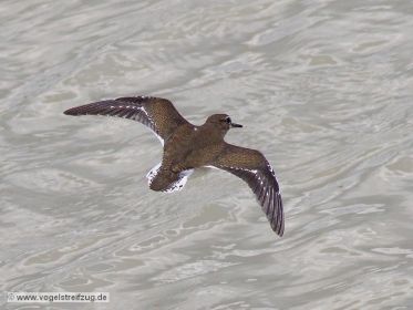 Flussuferläufer fliegend