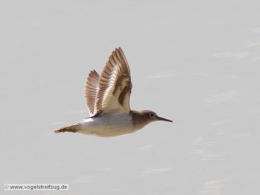 Flussuferläufer im Flug