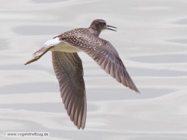 Bruchwasserläufer im Flug