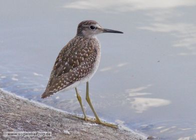 Bruchwasserläufer verweilt am Norddamm des Ismaninger Speichersees