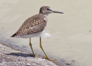 Bruchwasserläufer verweilt am Norddamm des Ismaninger Speichersees