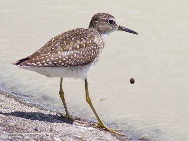 Bruchwasserläufer verweilt am Norddamm des Ismaninger Speichersees
