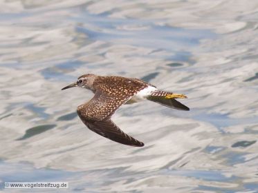 Bruchwasserläufer im Flug