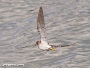 Bruchwasserläufer im Flug
