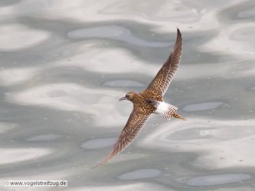 Bruchwasserläufer im Flug
