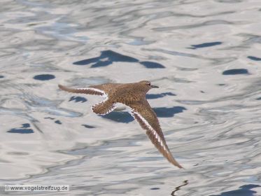 Flussuferläufer im Flug