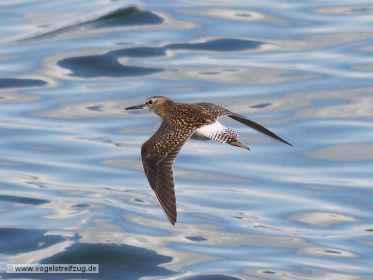 Bruchwasserläufer im Flug