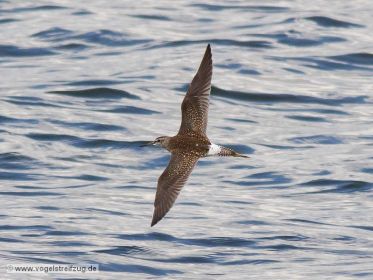 Bruchwasserläufer im Flug