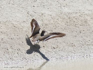 Flussuferläufer landet auf Damm
