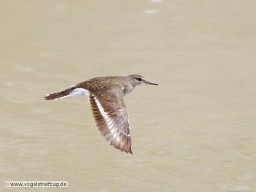 Flussuferläufer im Flug