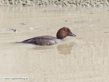 Grimmig dreinschauende Schellente