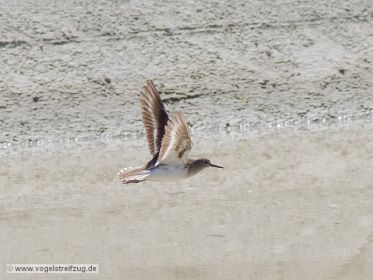 Flussuferläufer im Flug