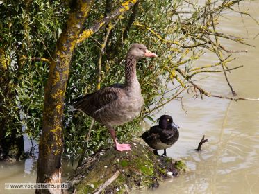Graugans in schattigem Bewuchs im Einlaufbereich des Ismaninger Speichersees