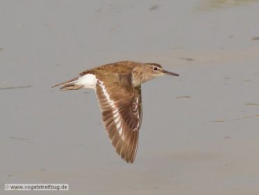 Flussuferläufer im Flug
