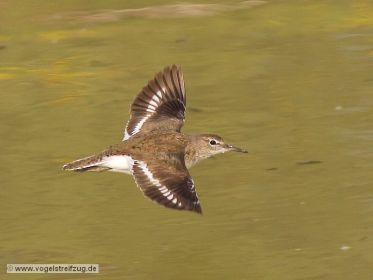 Flussuferläufer im Flug
