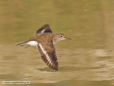 Flussuferläufer im Flug