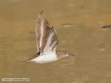Flussuferläufer im Flug