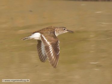Flussuferläufer im Flug