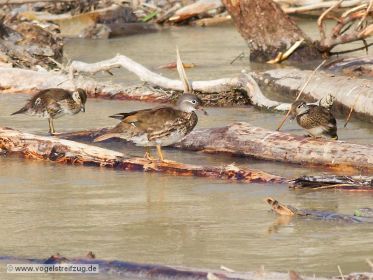 Junge Mandarinente auf Nahrungssuche