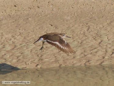 Flussuferläufer im Flug