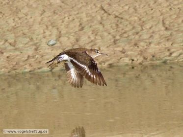 Flussuferläufer im Flug