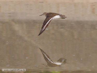 Flussuferläufer im Flug